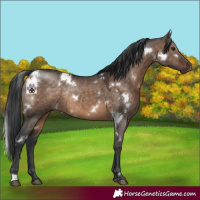 Horse Color:White Spotted Brown Dun Rabicano 