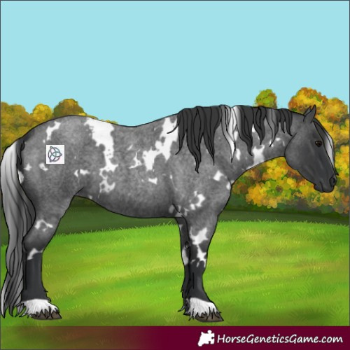 Horse Color:White Spotted Blue Roan 