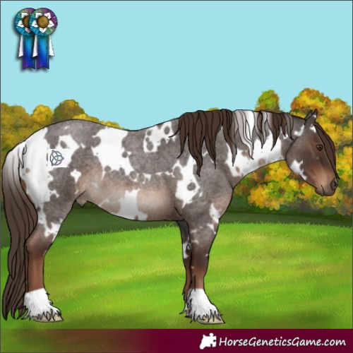 Horse Color:White Spotted Liver Red Roan 