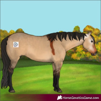 Horse Color:Gray Bay Dun Sabino Rabicano 