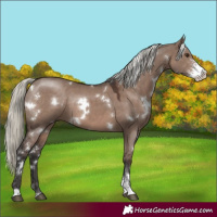 Horse Color:White Spotted Liver Red Dun Mushroom Sabino