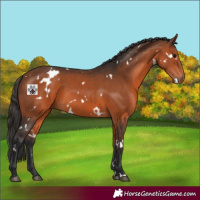 Horse Color:White Spotted Bay 