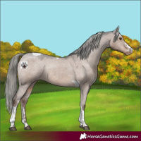 Horse Color:Liver Red Dun Mushroom Sabino Tobiano Appaloosa Rabicano