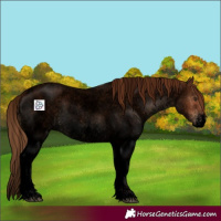 Horse Color:Void White Spotted Red Roan 