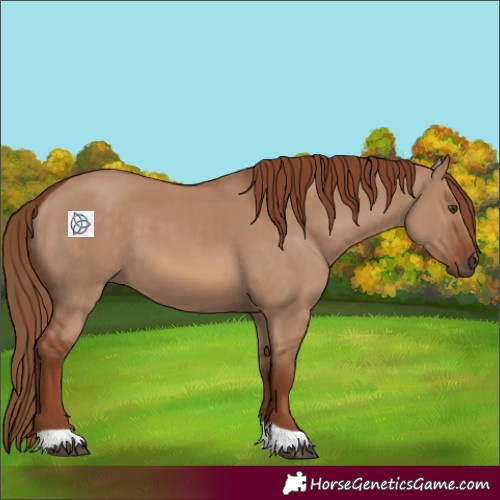 Horse Color:Red Dun 
