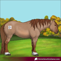 Horse Color:Red Dun