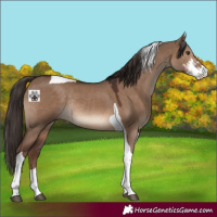 Horse Color:Liver Red Dun Sabino Tobiano Rabicano 