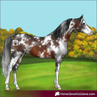 Horse Color:White Spotted Brown Sabino