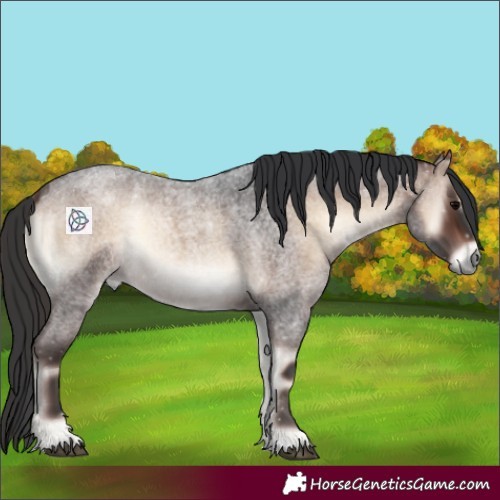 Horse Color:Brown Roan Onyx 