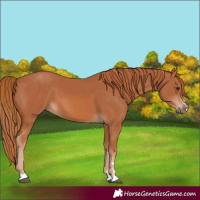 Horse Color:Chestnut 