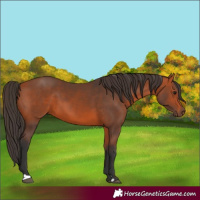 Horse Color:Bay 