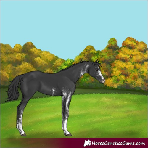 Horse Color:White Spotted Black 