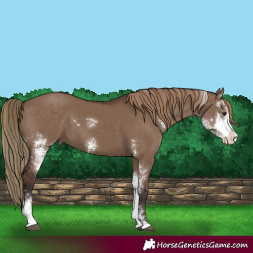 Horse Color:Liver Red Dun Sabino 