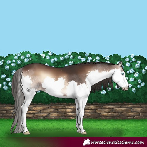 Horse Color:Liver Red Onyx Splash 