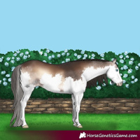 Horse Color:Liver Red Onyx Splash 