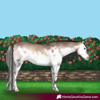 Horse Color:Bay Onyx Splash 