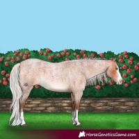 Horse Color:Silver Bay Roan Sabino Splash 