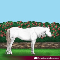 Horse Color:Gray White Spotted Chestnut 