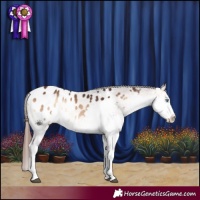 Horse Color:Bay Onyx Splash Appaloosa 