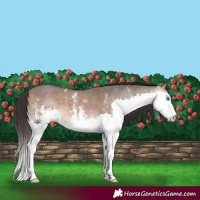 Horse Color:Brown Dun Sabino Splash Rabicano 