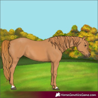 Horse Color:Chestnut 