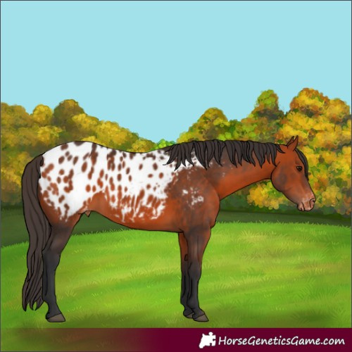 Horse Color:Bay Blanket 