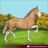 Horse Color:White Spotted Palomino Splash 