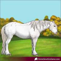 Horse Color:Liver Red Dun Roan Sabino Frame Appaloosa 