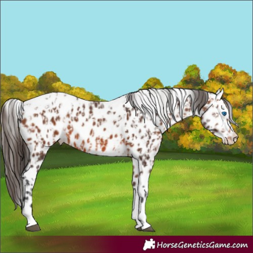 Horse Color:Brown Splash Tobiano Leopard and Bay Splash Tobiano Leopard