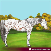 Horse Color:Brown Splash Tobiano Leopard and Bay Splash Tobiano Leopard