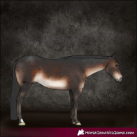 Horse Color:Brown 