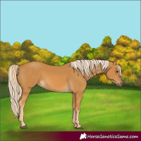 Horse Color:Palomino 