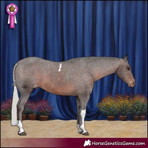 Horse Color:Silver Brown Tobiano Appaloosa 