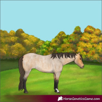 Horse Color:Buckskin Roan