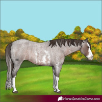 Horse Color:Liver Red Roan Sabino Splash Varnish 