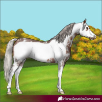 Horse Color:Silver Brown Sabino Frame