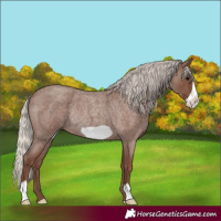 Horse Color:Silver Blue Roan Frame Rabicano 