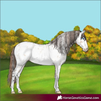 Horse Color:Bay Roan Dun Frame Appaloosa 
