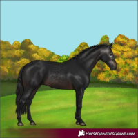 Horse Color:Gray White Spotted Brown 