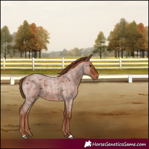 Horse Color:Red Roan 
