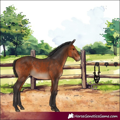 Horse Color:Bay 