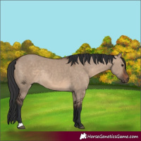 Horse Color:Brown Dun Rabicano 