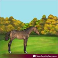 Horse Color:Buckskin Rabicano 