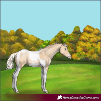 Horse Color:Silver Smoky Black Pearl Tobiano Frame 