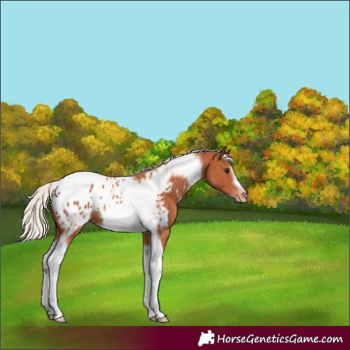 Horse Color:Silver Bay Tobiano Frame Blanket