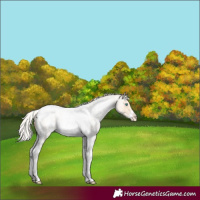 Horse Color:Silver Classic Cream Champagne Roan Pearl Tobiano Frame Appaloosa 