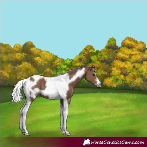 Horse Color:Silver Black Tobiano Frame