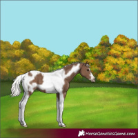 Horse Color:Silver Black Tobiano Frame 