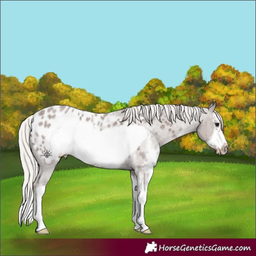 Horse Color:Silver Blue Roan Sabino Splash Frame Appaloosa 