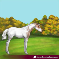 Horse Color:Silver Bay Roan Tobiano Frame 